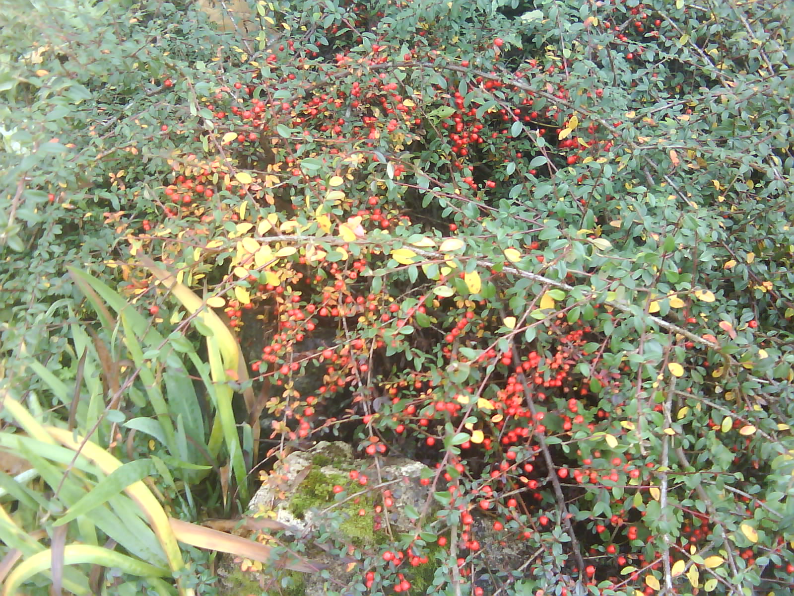 DSC00081.JPG