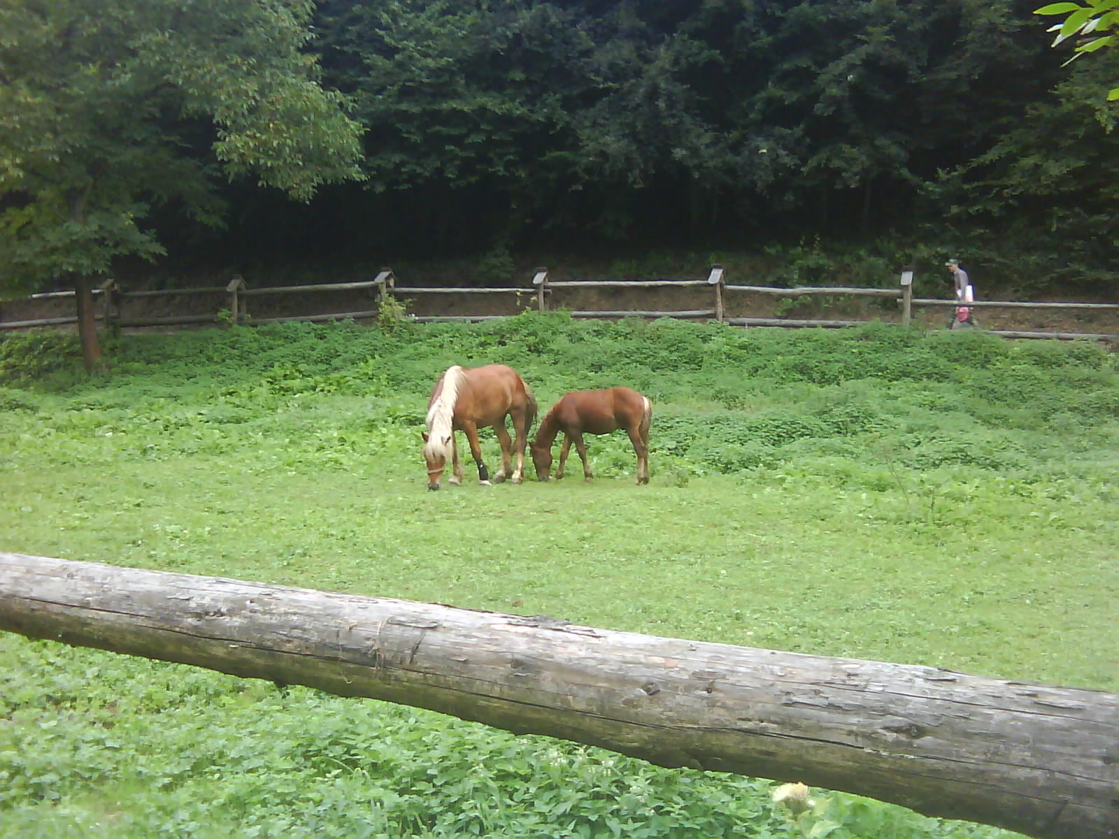 DSC00007.JPG