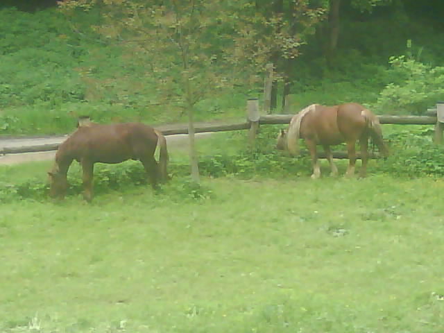 DSC00585.JPG