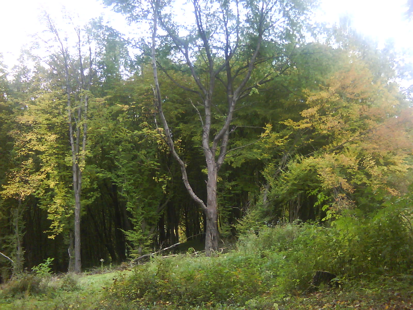 DSC00046.JPG
