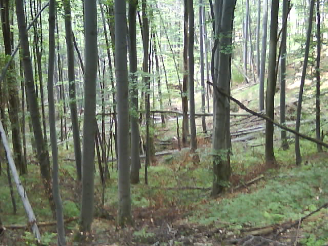 DSC00651.JPG