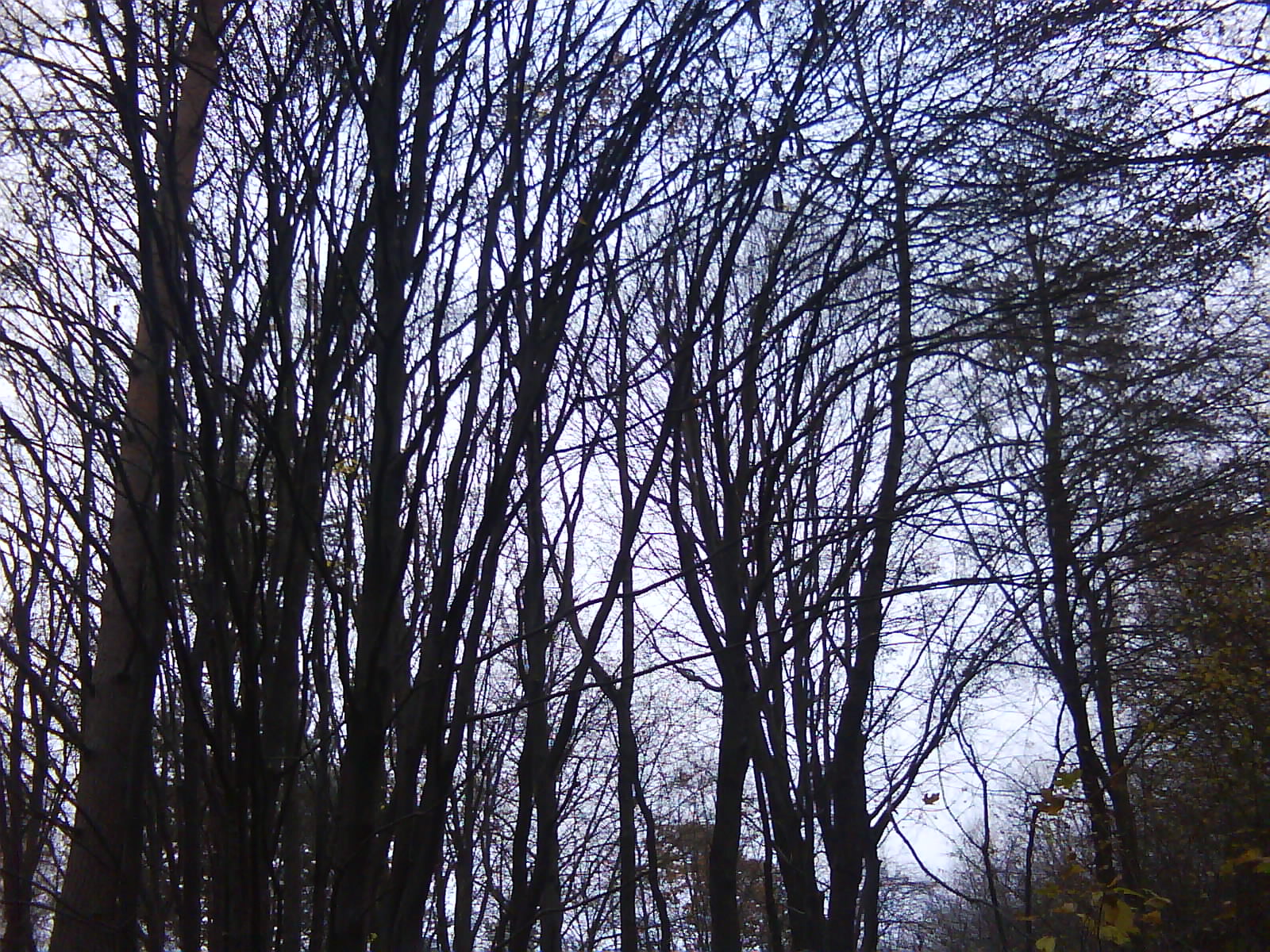 DSC00094.JPG