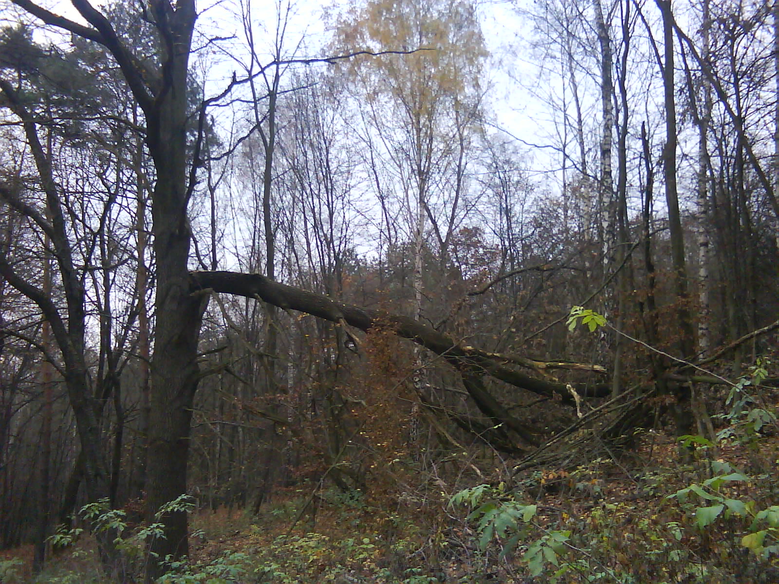 DSC00093.JPG